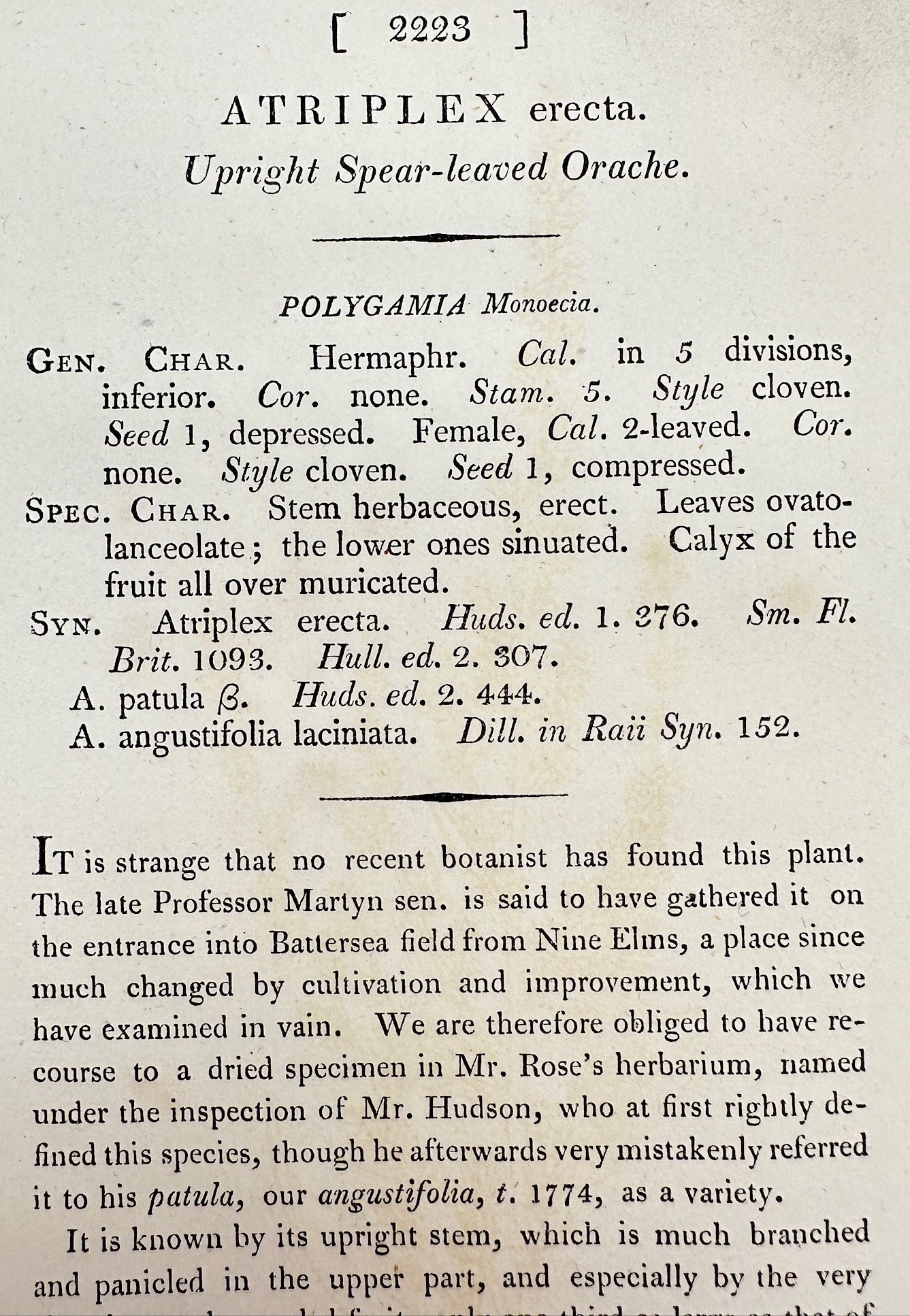 Antique Print - Sowerby - Atriplex Erecta - Upright Spear-leaved Orache - F1