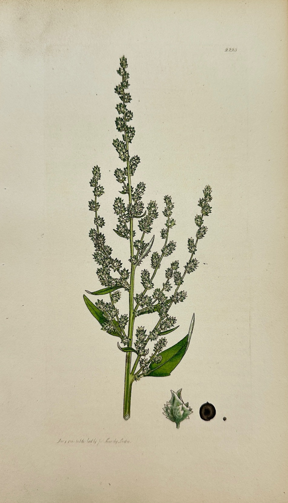 Antique Print - Sowerby - Atriplex Erecta - Upright Spear-leaved Orache - F1
