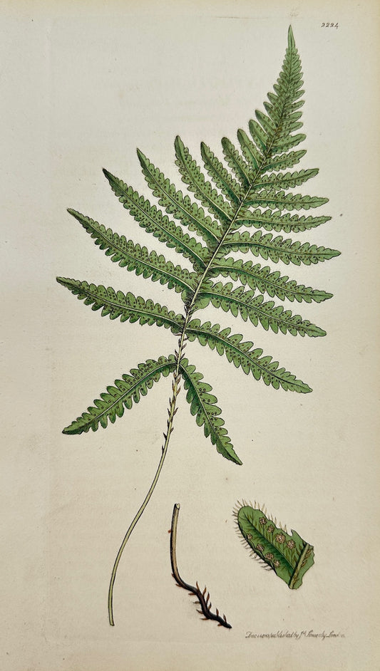 Antique Print - Sowerby - Polypodium Phegopteris - Pale Mountain Polypody - F1