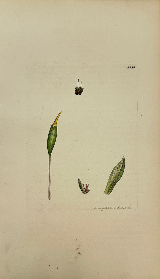Antique Print - James Sowerby - Grimmia Forsteri - Forsterian Grimmia - F1