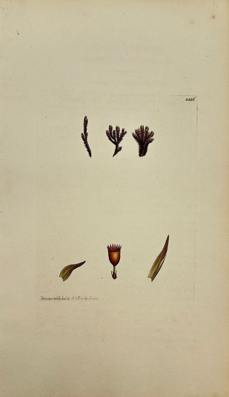 Antique Print - James Sowerby - Grimmia Alpicola - Beardless Alpine Grimmia - F1