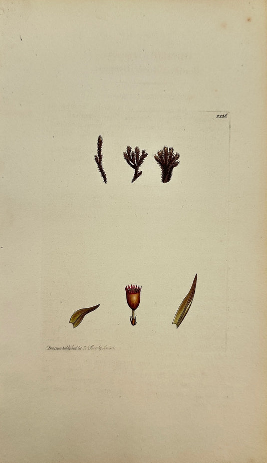 Antique Print - James Sowerby - Grimmia Alpicola - Beardless Alpine Grimmia - F1