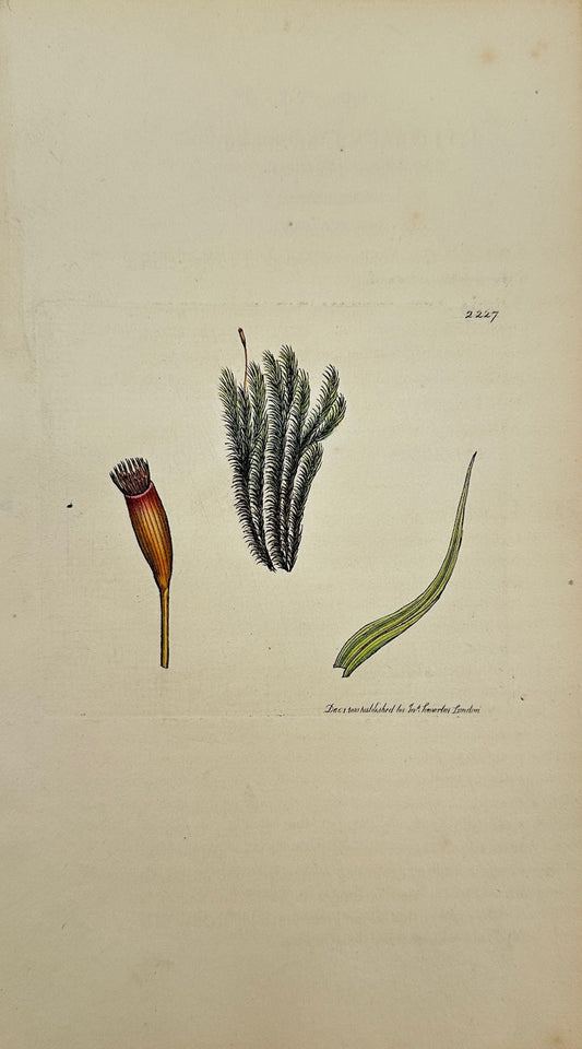 Antique Print - James Sowerby - Dicranum Starkii - Starkian Fork-moss - F1