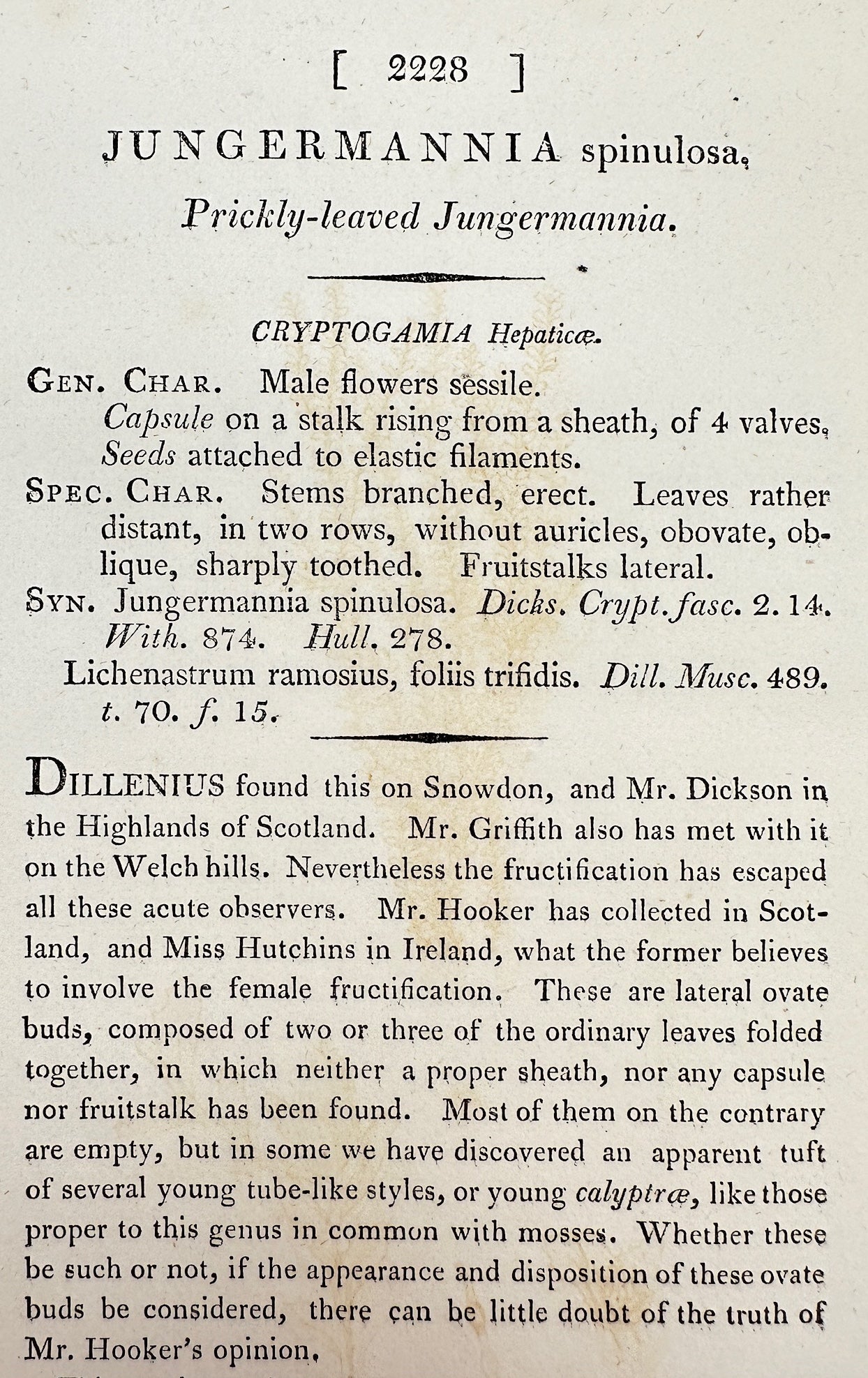 Antique Print - Jungermannia Spinulosa - Prickly-leaved Jungermannia - F1