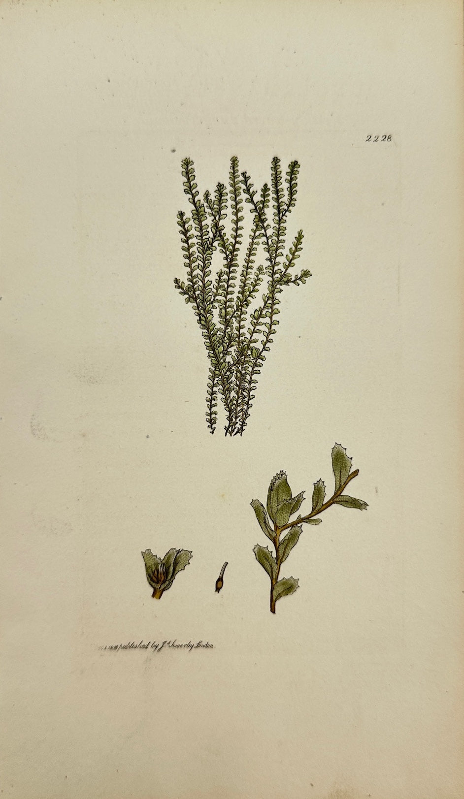 Antique Print - Jungermannia Spinulosa - Prickly-leaved Jungermannia - F1