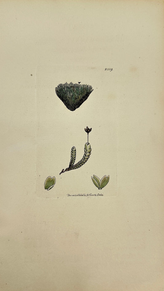 Antique Print - Sowerby - Jungermannia Concinnata - Braided Jungermannia - F1