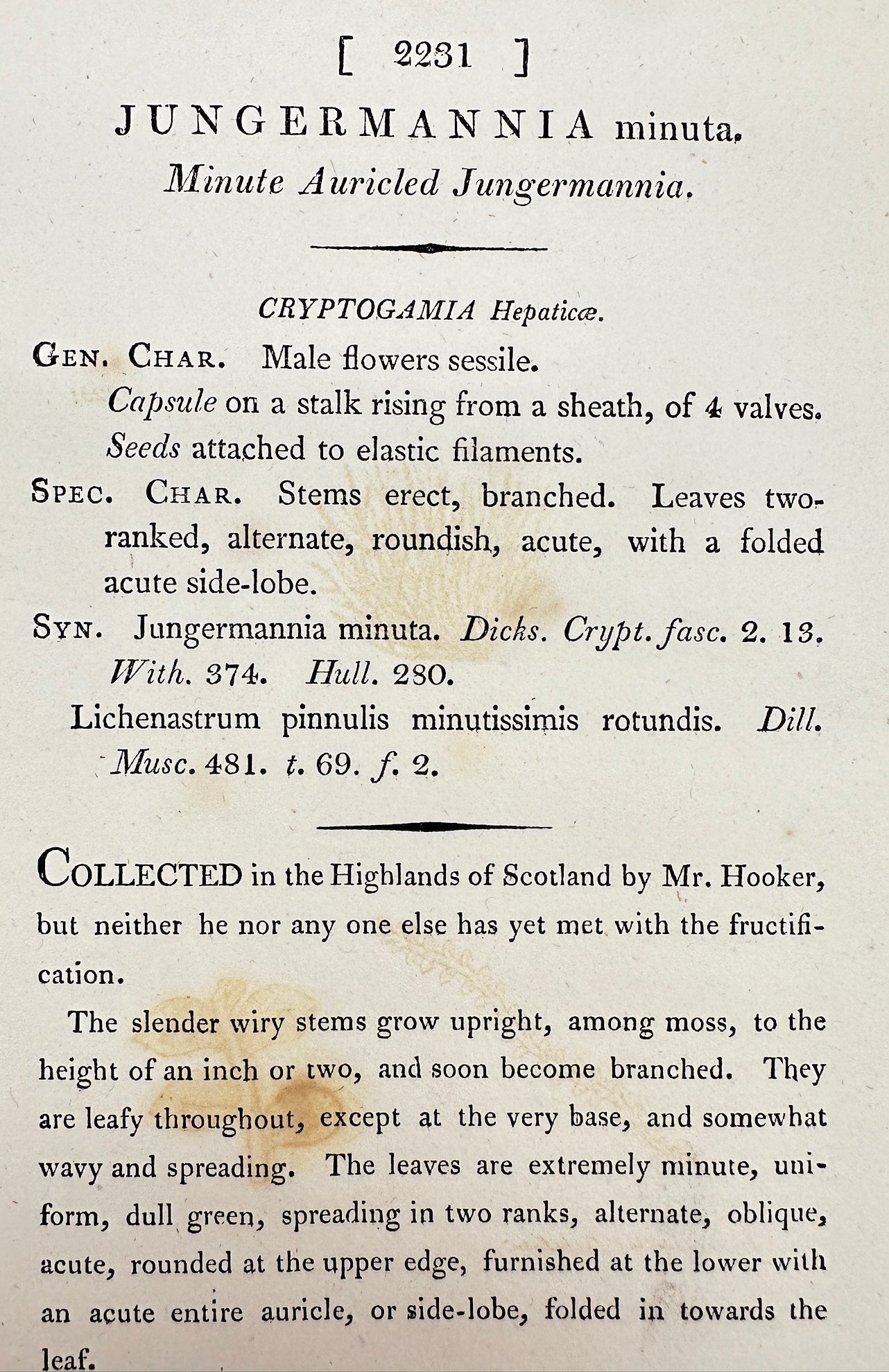 Antique Print - Jungermannia Minuta - Minute Auricled Jungermannia - F1