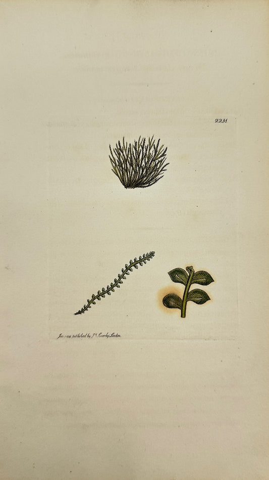 Antique Print - Jungermannia Minuta - Minute Auricled Jungermannia - F1
