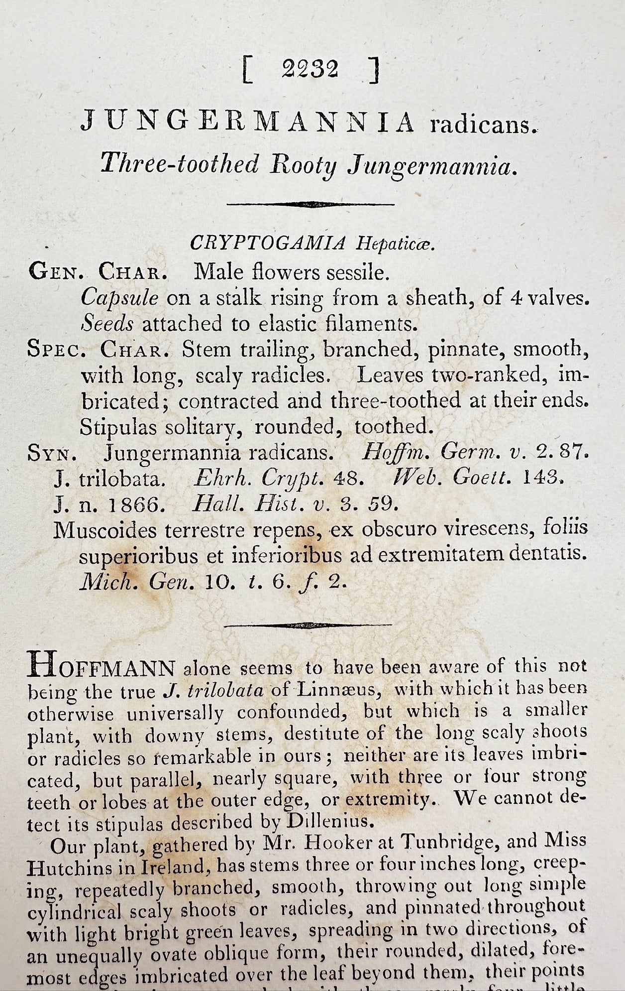 Antique Print - Jungermannia Radicans - Three-toothed Rooty Jungermannia - F1