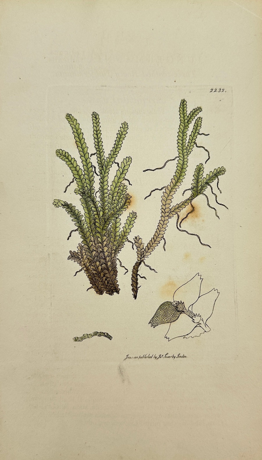 Antique Print - Jungermannia Radicans - Three-toothed Rooty Jungermannia - F1