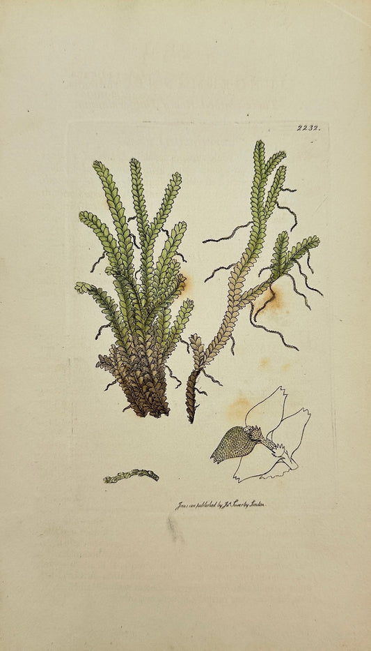 Antique Print - Jungermannia Radicans - Three-toothed Rooty Jungermannia - F1