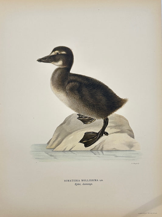 Antique Bird Print - Magnus von Wright - Somateria Mollissima - Eider Duck - F5