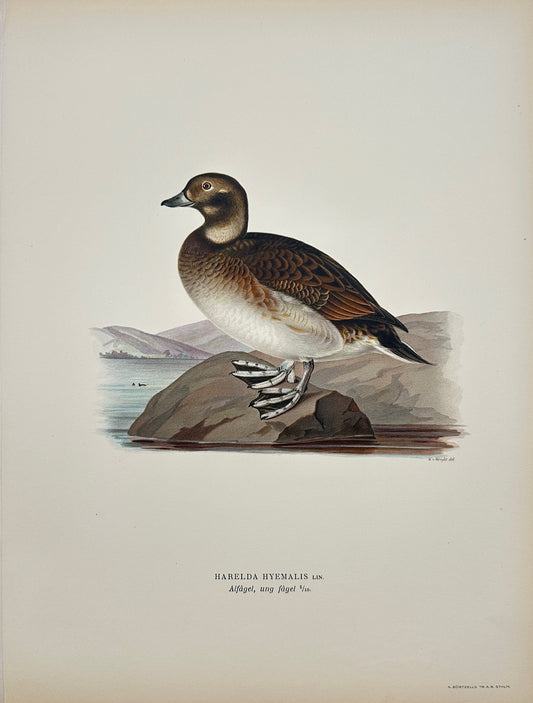 Antique Print - Magnus von Wright - Harelda Hyemalis - Long-tailed Duck - F5