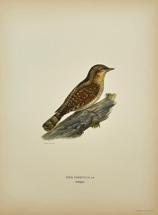 Antique Bird Print - Magnus von Wright - Iynx Torquilla - Eurasian Wryneck - F5