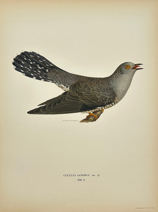Antique Bird Print - Magnus von Wright - Cuculus Canorus - Common Cuckoo - F5
