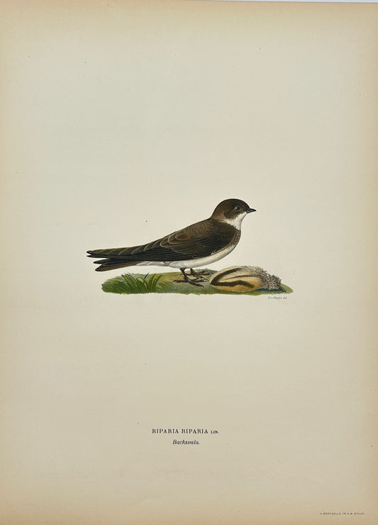Antique Bird Print - Magnus von Wright - Riparia Riparia - Sand Martin - F5
