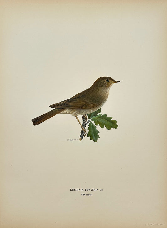 Antique Print - Magnus von Wright - Luscinia Luscinia - Common Nightingale - F5
