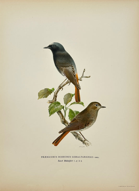 Antique Bird Print - Phaenicurus Ochruros Gibraltariensis - Black Redstart - F5