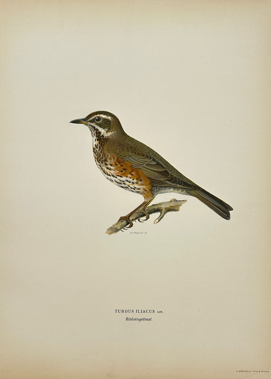 Original Antique Bird Print - Magnus von Wright - Turdus Iliacus - Redwing - F5