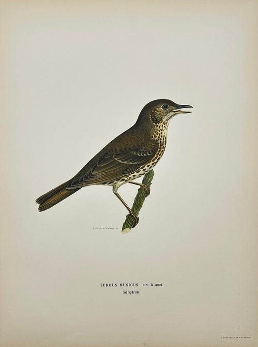 Antique Bird Print - Magnus von Wright - Turdus Musicus - Song Thrush - F5