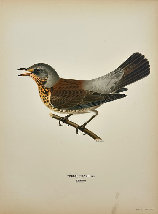 Antique Bird Print - Magnus von Wright - Turdus Pilaris - Fieldfare - F5