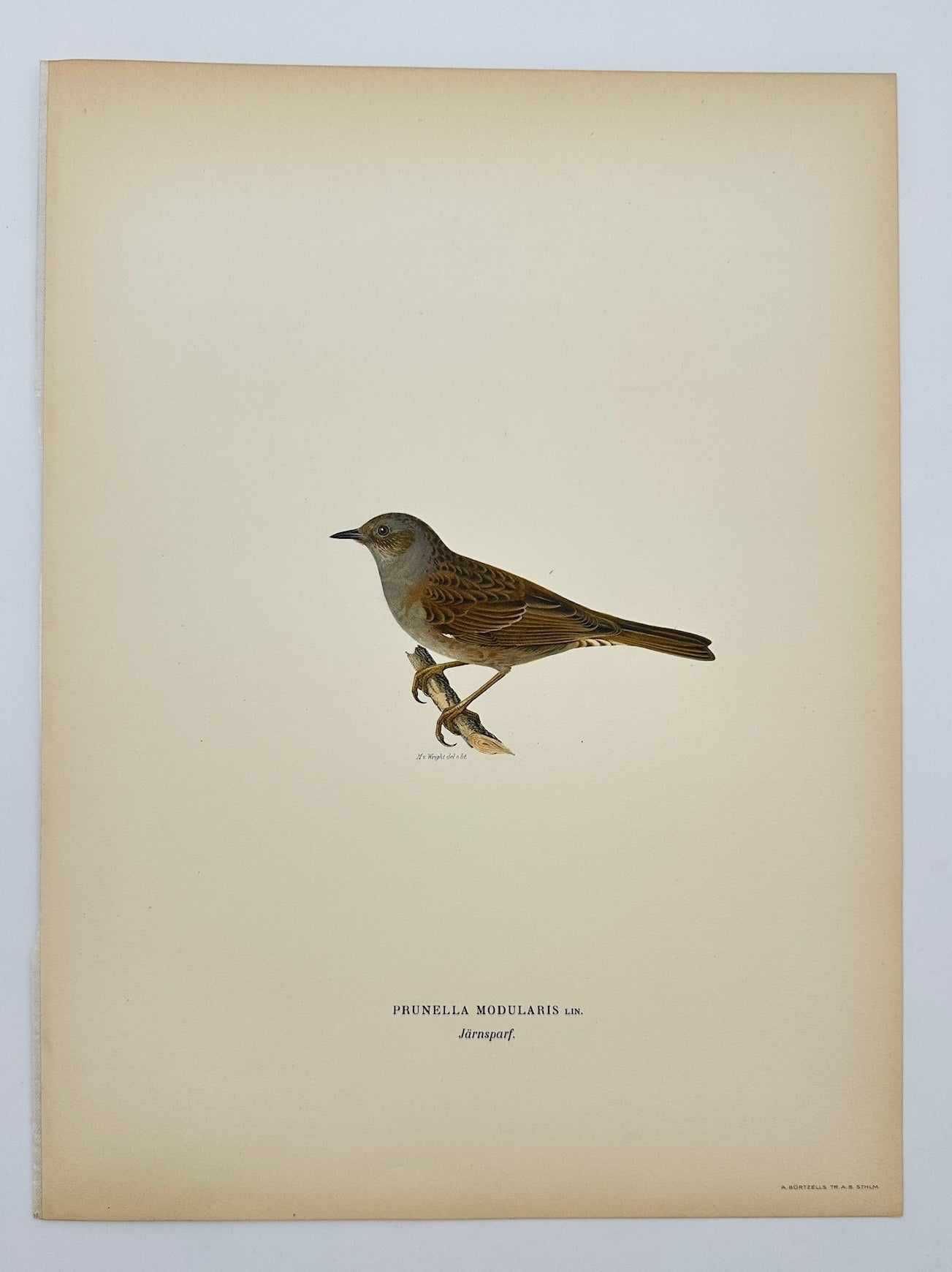 Antique Bird Print - Magnus von Wright - Prunella Modularis - Dunnock - F5