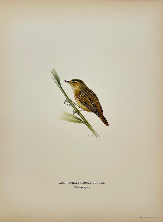Antique Bird Print - Von Wright - Acrocephalus Aquaticus - Aquatic Warbler - F5