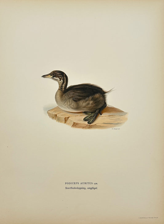 Antique Print - Magnus Von Wright - Podiceps Auritus - Horned Grebe - F5