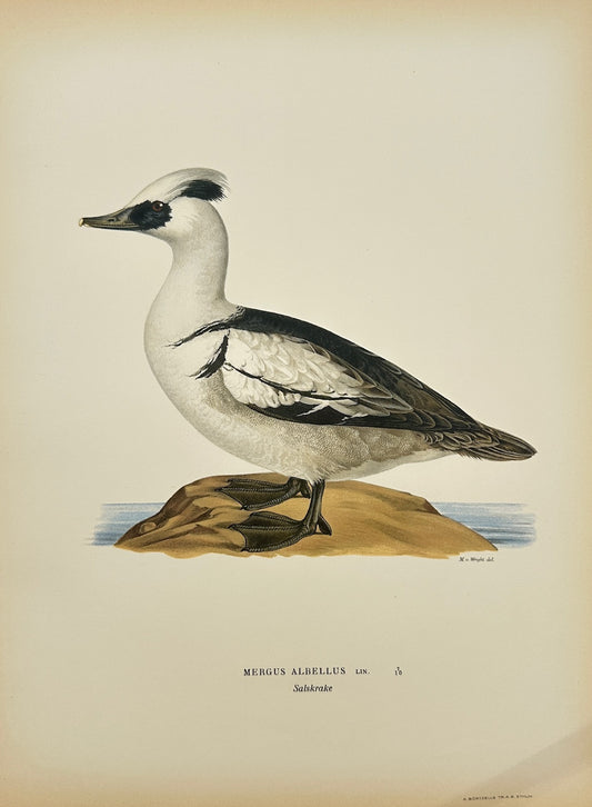 Antique Bird Print - Magnus von Wright - Mergus Albellus - Smew - F5
