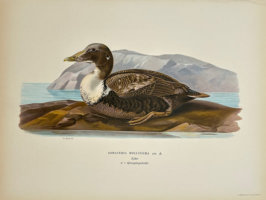Antique Print - Magnus von Wright - Somateria Mollissima - Common Eider - F5