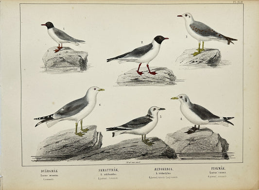 Antique Bird Print - The Lesser Black-backed Gull - Common Gull - F5