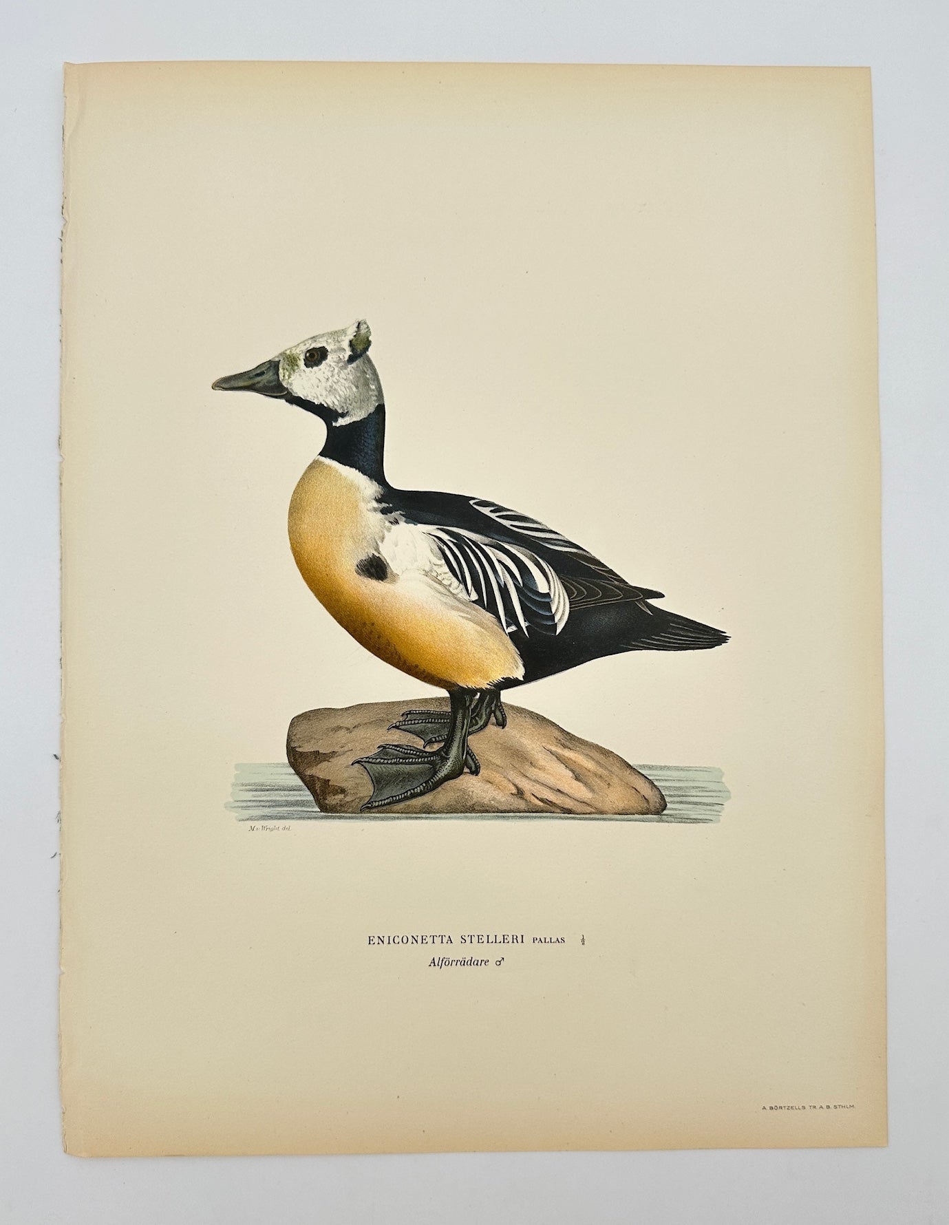 Antique Print - Magnus von Wright - Eniconetta Stelleri - Steller's Eider - F5