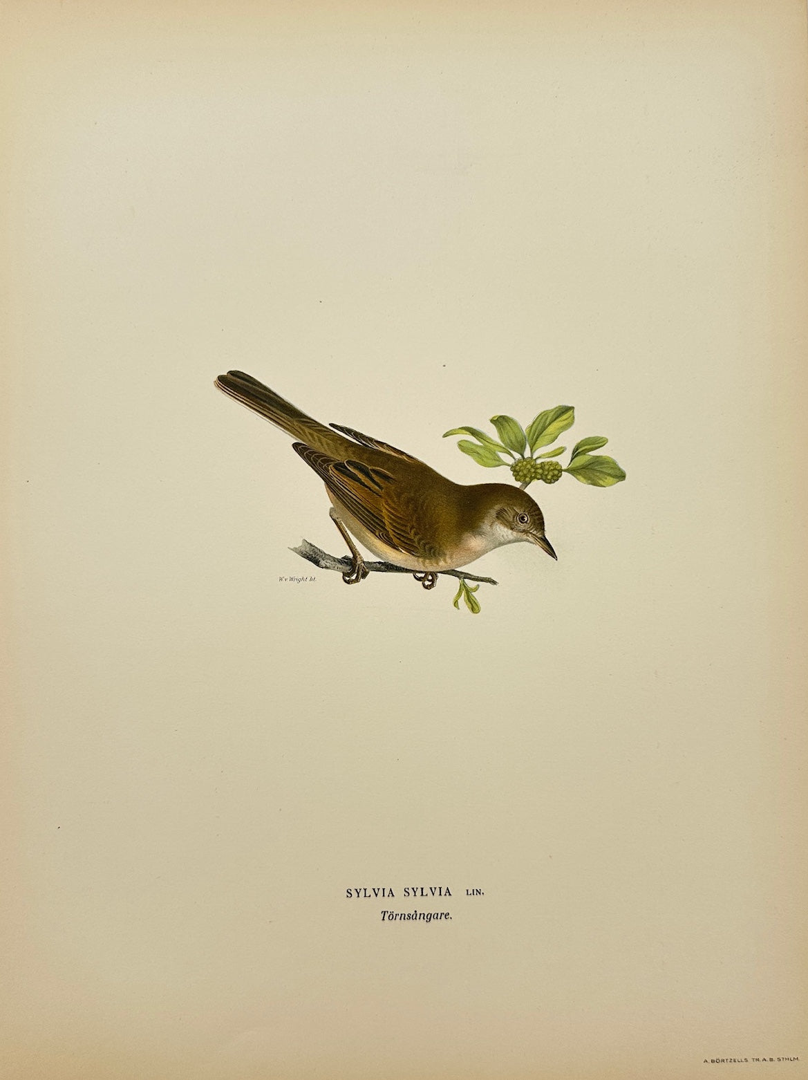 Antique Bird Print - Magnus Von Wright - Sylvia Sylvia - Common Whitethroat - F5