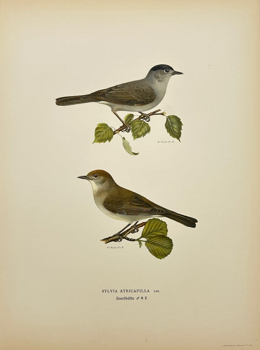 Antique Bird Print - Von Wright - Sylvia Atricapilla - Eurasian Blackcap - F5