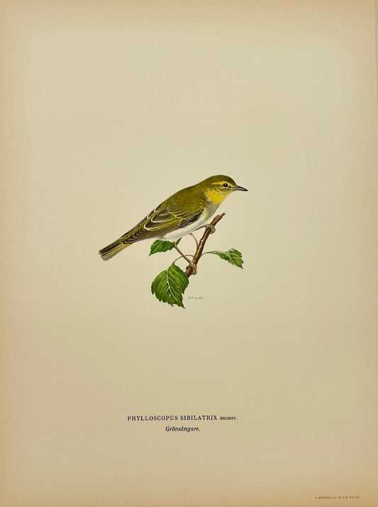 Antique Bird Print - Von Wright - Phylloscopus Sibilatrix - Wood Warbler - F5