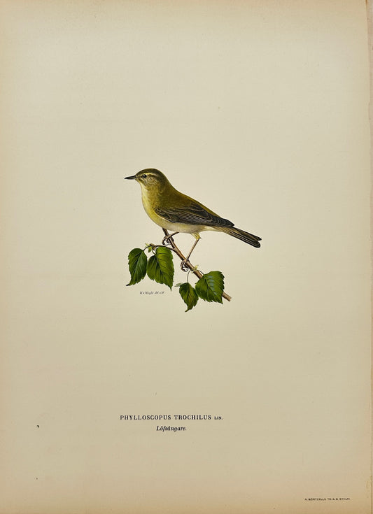 Antique Bird Print - Von Wright - Phylloscopus Trochilus - Willow Warbler - F5