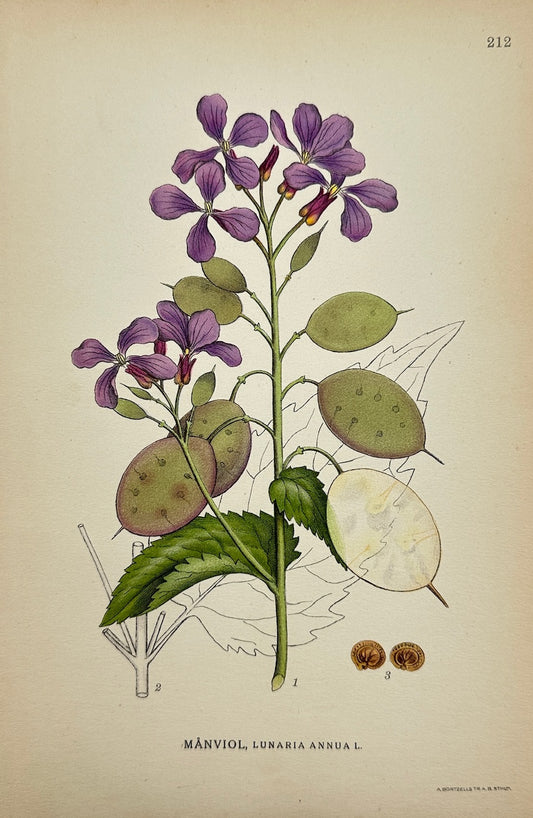 Original Antique Print - Carl Lindman - Annual Honesty - Lunaria Annua - F4
