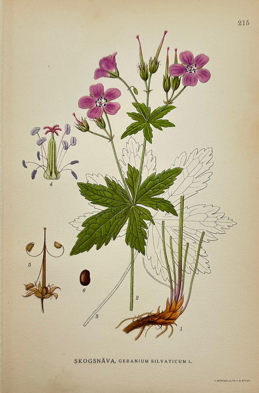 Antique Print - Carl Lindman - Geranium Silvaticum - Wood Cranesbill - F4