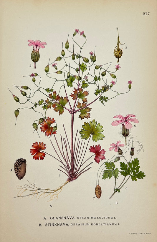 Antique Print - Carl Lindman - Shining Crane's-bill and Herb-Robert - F4