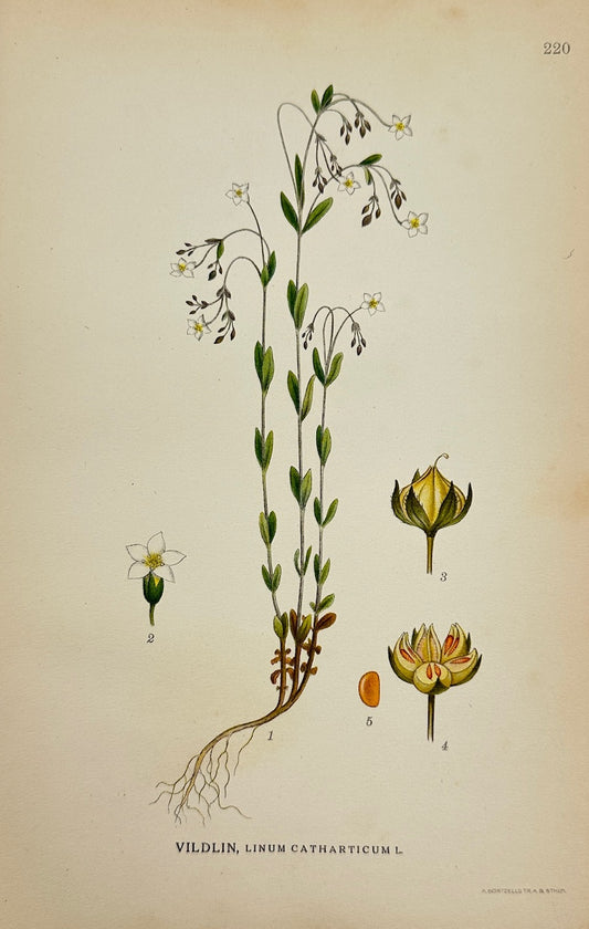 Original Antique Print - Carl Lindman - Fairy Flax - Linum Catharticum - F4