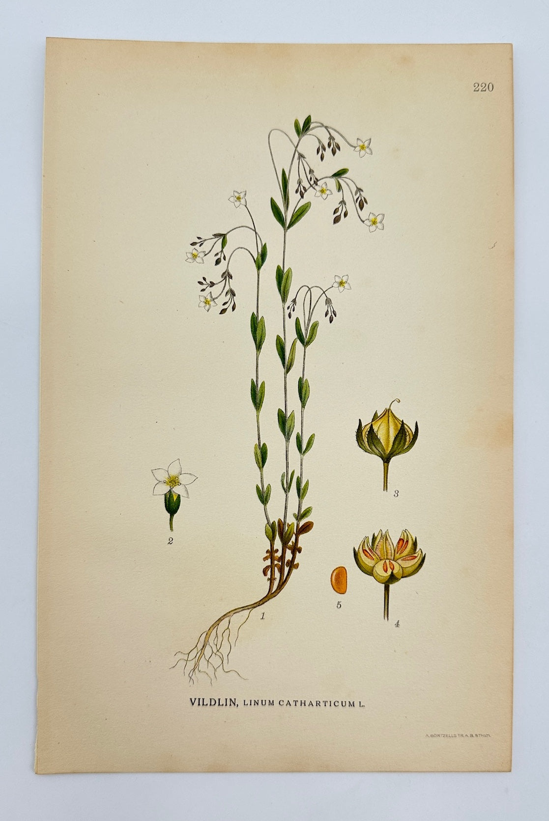Original Antique Print - Carl Lindman - Fairy Flax - Linum Catharticum - F4