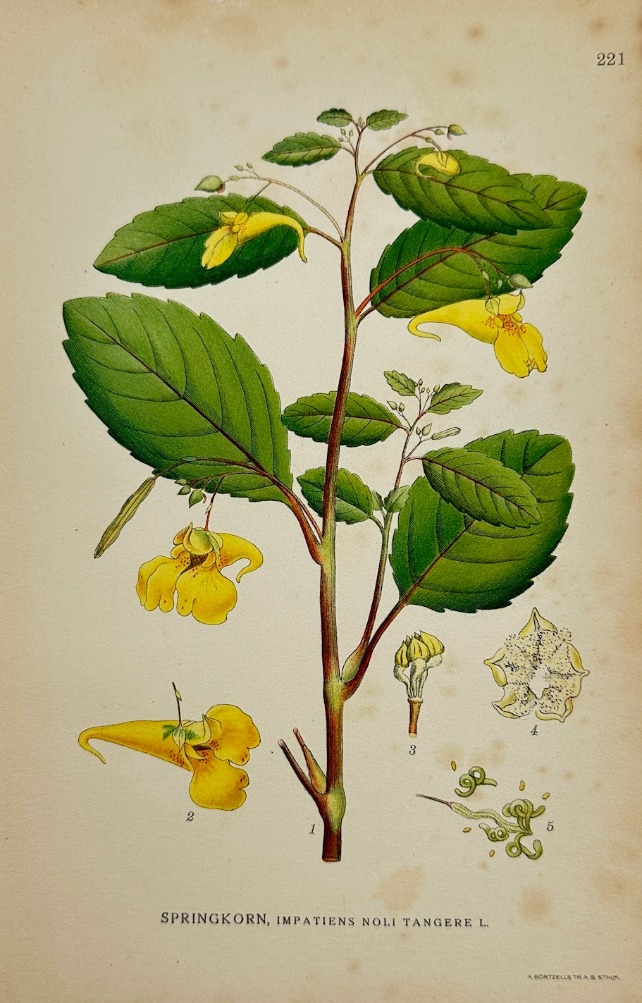 Antique Print - Carl Lindman - Touch-me-not Balsam - Impatiens Noli-tangere - F4