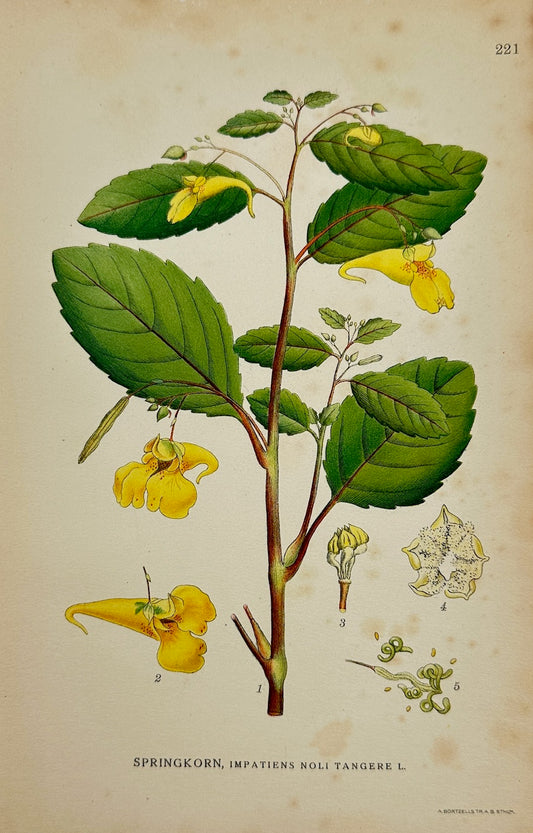 Antique Print - Carl Lindman - Touch-me-not Balsam - Impatiens Noli-tangere - F4