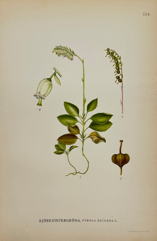 Antique Print - Carl Lindman - One-sided Wintergreen - Pyrola Secunda - F4