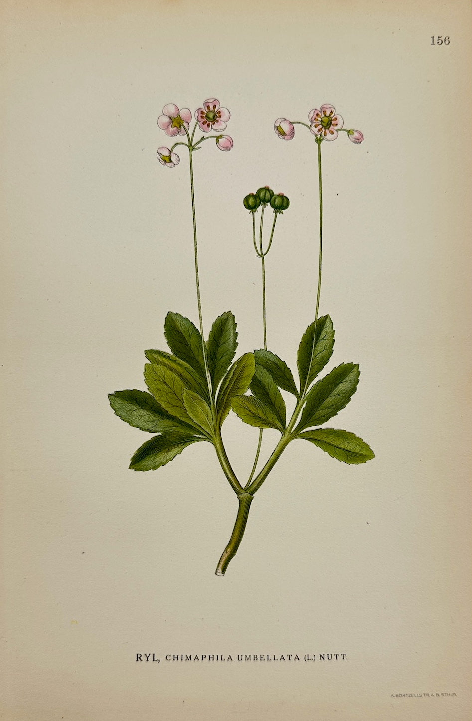 Original Antique Print - Carl Lindman - Pipsissewa - Chimaphila Umbellata - F4