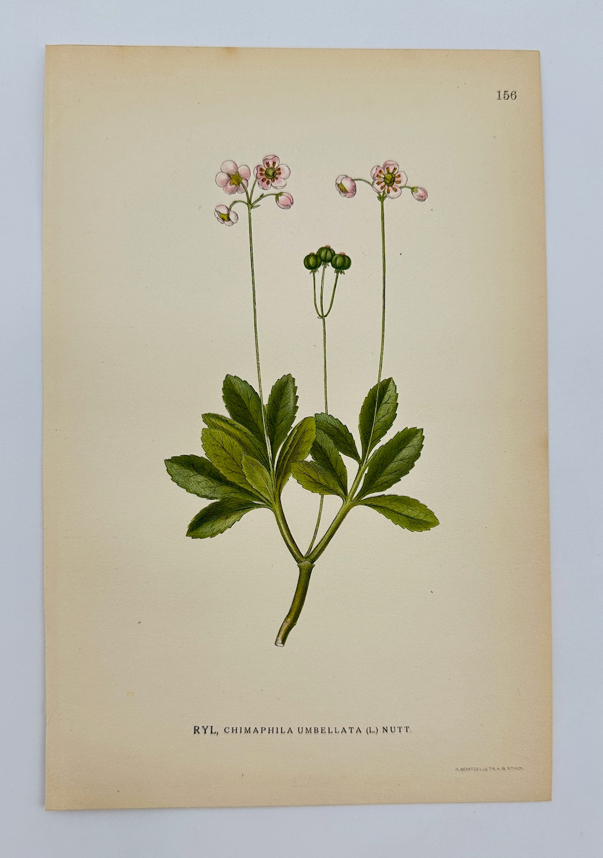 Original Antique Print - Carl Lindman - Pipsissewa - Chimaphila Umbellata - F4
