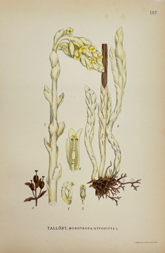 Antique Print - Carl Lindman - Yellow Bird's-nest - Monotropa Hypopitys - F4