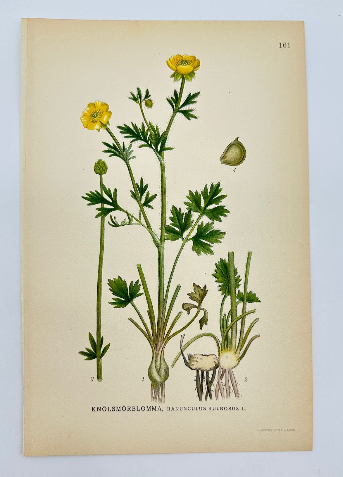 Antique Print - Carl Lindman - Bulbous Buttercup - Ranunculus Bulbosus - F4