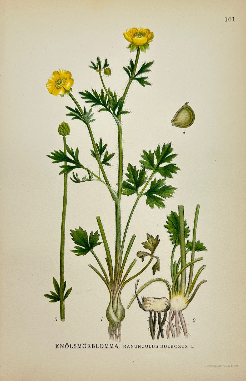 Antique Print - Carl Lindman - Bulbous Buttercup - Ranunculus Bulbosus - F4
