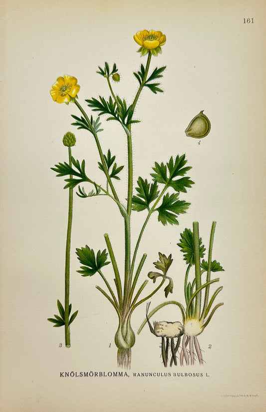 Antique Print - Carl Lindman - Bulbous Buttercup - Ranunculus Bulbosus - F4